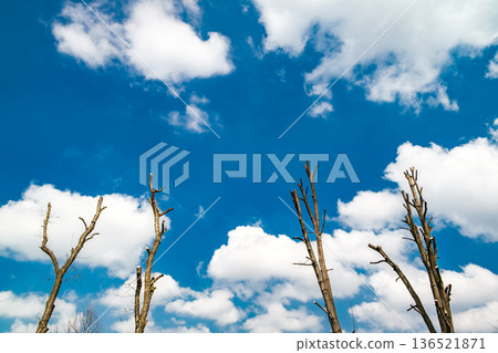 clipped tree branches against a blue sky background clipped tree branches against a blue sky background 136521871