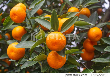 A tangerine tree with an abundance of juicy ripe fruits, a symbol of the lunar new year and fertility 136522030
