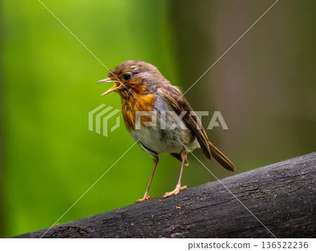 Close-up portrait of Robin bird. European Robin is small bird with bright orange breast. Little funny red bird European Robin or Erithacus Rubecula sits on branch against background of green lush Close-up portrait of Robin bird. European Robin is small bird with bright orange breast. Little funny red bird European Robin or Erithacus Rubecula sits on branch against background of green lush 136522236
