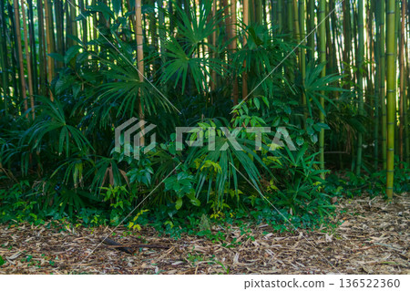 Natural background of green bamboo forest grove with palm trees Natural background of green bamboo forest grove with palm trees 136522360