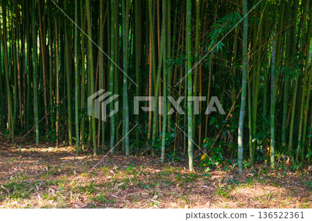 natural background - edge of bamboo forest natural background - edge of bamboo forest 136522361