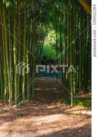 path to the river through a tropical bamboo grove path to the river through a tropical bamboo grove 136522364