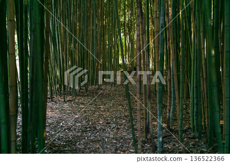 paths in the bamboo grove 136522366