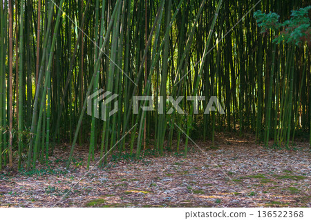 natural background, edge of bamboo forest 136522368