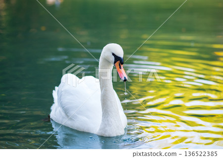White swan swimming in the lake. The mute swan, Cygnus olor White swan swimming in the lake. The mute swan, Cygnus olor 136522385