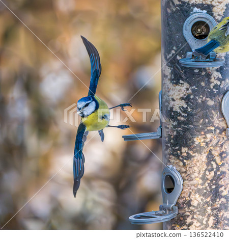The Eurasian blue tit, Cyanistes caeruleus is a small passerine bird in the tit family, Paridae. 136522410
