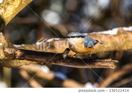 Eurasian nuthatch or wood nuthatch bird, Sitta europaea perched on a branch, foraging in a forest. Eurasian nuthatch or wood nuthatch bird, Sitta europaea perched on a branch, foraging in a forest. 136522414