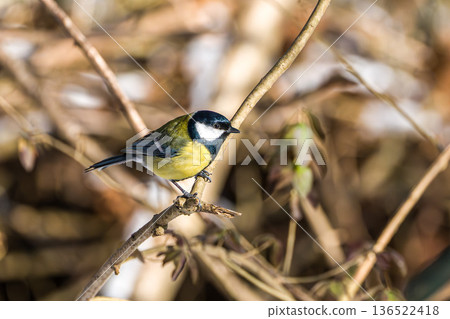The Great Tit, Parus major from the tit family Paridae. It is easily recognisable by its black and yellow plumage 136522418