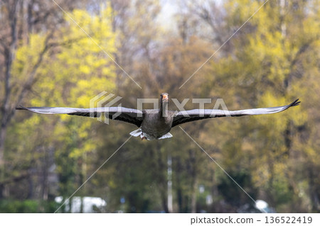 The flying greylag goose, Anser anser is a species of large goose The flying greylag goose, Anser anser is a species of large goose 136522419