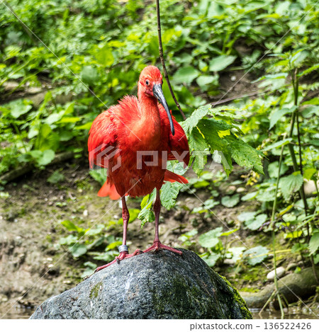 The Scarlet ibis, Eudocimus ruber is a species of ibis in the bird family Threskiornithidae. The Scarlet ibis, Eudocimus ruber is a species of ibis in the bird family Threskiornithidae. 136522426