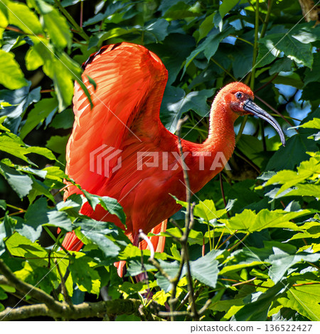 The Scarlet ibis, Eudocimus ruber is a species of ibis in the bird family Threskiornithidae. The Scarlet ibis, Eudocimus ruber is a species of ibis in the bird family Threskiornithidae. 136522427