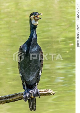 The great cormorant, Phalacrocorax carbo sitting on a branch 136522428