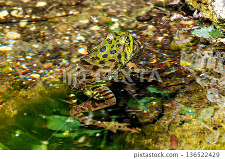 Common frog, Rana temporaria, single reptile croaking in water, also known as the European grass frog 136522429