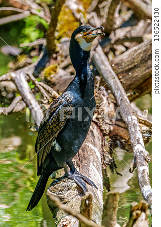 The great cormorant, Phalacrocorax carbo sitting on a branch The great cormorant, Phalacrocorax carbo sitting on a branch 136522430