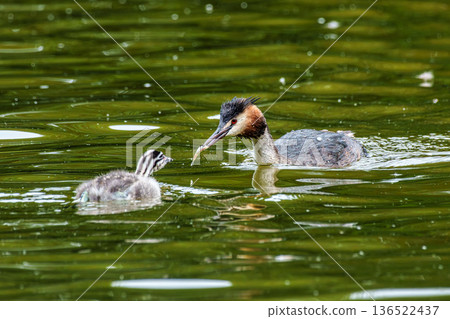 Great Crested Grebe, Podiceps cristatus has caught a fish. An adult bird feeds its young chick. Great Crested Grebe, Podiceps cristatus has caught a fish. An adult bird feeds its young chick. 136522437