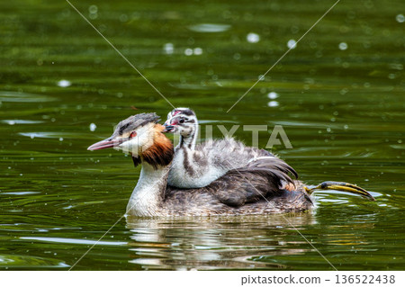 Family of Great Crested Grebe, Podiceps cristatus with beautiful orange colors, a water bird with red eyes. Family of Great Crested Grebe, Podiceps cristatus with beautiful orange colors, a water bird with red eyes. 136522438