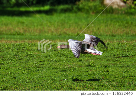 The flying greylag goose, Anser anser is a species of large goose 136522440