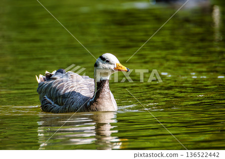 The bar-headed goose, Anser indicus is a goose that breeds in Central Asia in colonies of thousands The bar-headed goose, Anser indicus is a goose that breeds in Central Asia in colonies of thousands 136522442