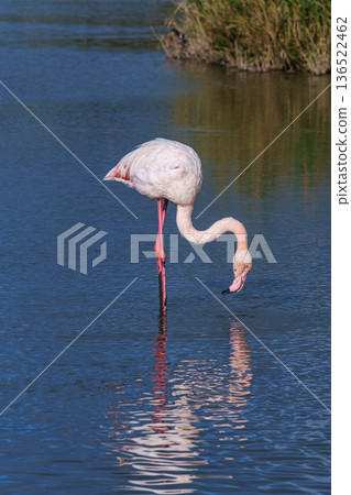 Greater Flamingo, Phoenicopterus roseus in the Ornithological park of Pont de Gau in Camargue, France Greater Flamingo, Phoenicopterus roseus in the Ornithological park of Pont de Gau in Camargue, France 136522462