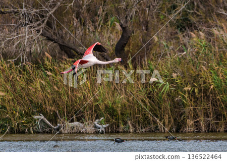 Flying Greater Flamingo, Phoenicopterus roseus in the Ornithological park of Pont de Gau in Camargue, France Flying Greater Flamingo, Phoenicopterus roseus in the Ornithological park of Pont de Gau in Camargue, France 136522464