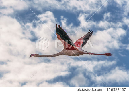 Flying Greater Flamingo, Phoenicopterus roseus in the Ornithological park of Pont de Gau in Camargue, France 136522467