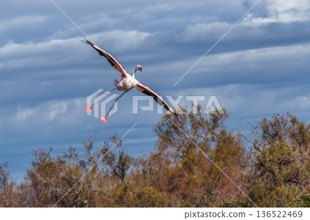 Flying Greater Flamingo, Phoenicopterus roseus in the Ornithological park of Pont de Gau in Camargue, France 136522469
