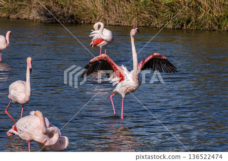 Greater Flamingo, Phoenicopterus roseus in the Ornithological park of Pont de Gau in Camargue, France Greater Flamingo, Phoenicopterus roseus in the Ornithological park of Pont de Gau in Camargue, France 136522474