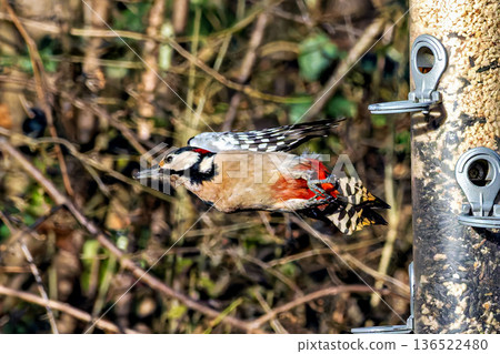 The Great Spotted Woodpecker, Dendrocopos major is sitting on the branch of tree 136522480