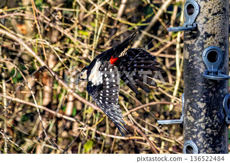 The Great Spotted Woodpecker, Dendrocopos major is sitting on the branch of tree The Great Spotted Woodpecker, Dendrocopos major is sitting on the branch of tree 136522484