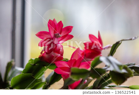 The Schlumberger Decembrist flower is red bright and beautiful 136522541