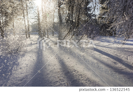 Snow-covered trees during heavy snowfall. Winter landscape . Cold atmospheric in sunny weather Snow-covered trees during heavy snowfall. Winter landscape . Cold atmospheric in sunny weather 136522545