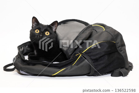 The Cat In The Bag The Cat In The Bag 136522598