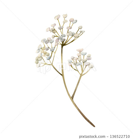 Gypsophila flowers branch. Baby's breath Watercolor hand drawn floral illustration isolated on white background for Easter holiday spring design home textile fresh fabric print card porcelain crockery Gypsophila flowers branch. Baby's breath Watercolor hand drawn floral illustration isolated on white background for Easter holiday spring design home textile fresh fabric print card porcelain crockery 136522710
