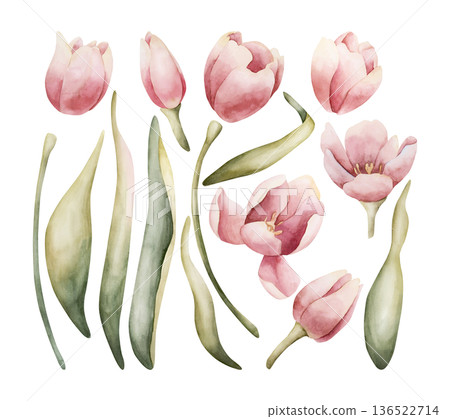 Pink Tulip Spring Bulb Flowers Set. Watercolor hand drawn floral illustration isolated on white background Easter Woman's day design textile fresh fabric print card cosmetic package porcelain crockery Pink Tulip Spring Bulb Flowers Set. Watercolor hand drawn floral illustration isolated on white background Easter Woman's day design textile fresh fabric print card cosmetic package porcelain crockery 136522714