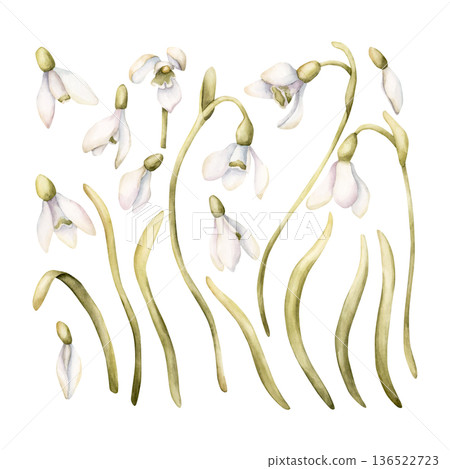 Snowdrop Spring Bulb Flower Set. Watercolor hand drawn floral illustration isolated on white background for Easter Woman's day design textile fresh print card cosmetic package porcelain crockery 136522723