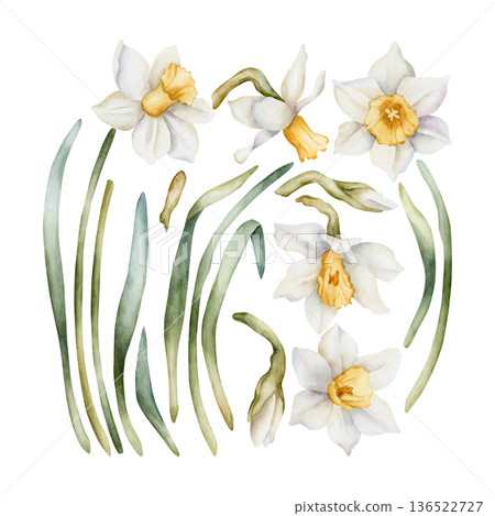 Daffodil Spring Bulb Flower Set. Watercolor hand drawn narcissus floral illustration isolated on white background for Easter Woman's day design textile print card cosmetic package porcelain crockery Daffodil Spring Bulb Flower Set. Watercolor hand drawn narcissus floral illustration isolated on white background for Easter Woman's day design textile print card cosmetic package porcelain crockery 136522727