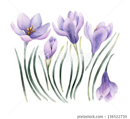 Crocus Spring Bulb Flower Set. Watercolor hand drawn floral illustration isolated on white background Easter Woman's day design home textile fresh fabric print card cosmetic package porcelain crockery 136522730