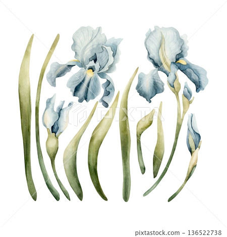 Blue Iris Spring Bulbs Flower Set. Watercolor hand drawn floral illustration isolated on white background Easter Woman's day design textile fresh fabric print card cosmetic package porcelain crockery Blue Iris Spring Bulbs Flower Set. Watercolor hand drawn floral illustration isolated on white background Easter Woman's day design textile fresh fabric print card cosmetic package porcelain crockery 136522738