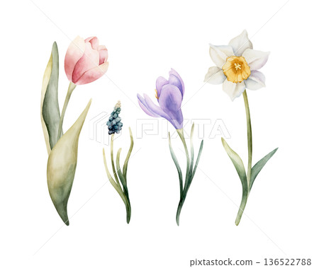 Tulip Muscari Crocus Daffodil Set Spring Bulb Flowers. Watercolor hand drawn floral illustration isolated on white background for Easter Woman's day design textile fresh card cosmetic package crockery Tulip Muscari Crocus Daffodil Set Spring Bulb Flowers. Watercolor hand drawn floral illustration isolated on white background for Easter Woman's day design textile fresh card cosmetic package crockery 136522788