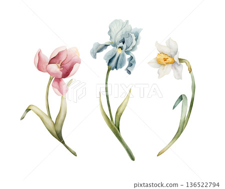 Tulip Iris Daffodil Set Spring Bulb Flowers. Watercolor hand drawn floral illustration isolated on white background for Easter Woman's day design home textile fresh card cosmetic package crockery 136522794