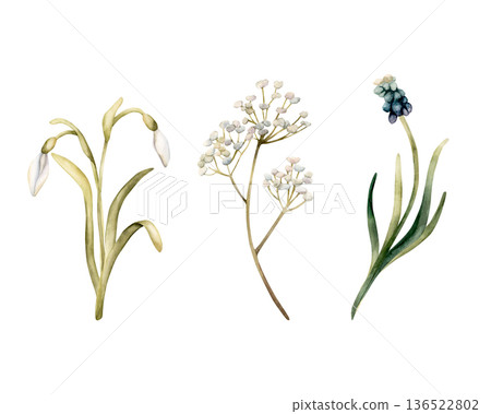 Snowdrop Muscari Gypsophila Set Spring Bulb Flowers. Watercolor hand drawn floral illustration isolated on white background for Easter Woman's day design textile print card cosmetic package crockery Snowdrop Muscari Gypsophila Set Spring Bulb Flowers. Watercolor hand drawn floral illustration isolated on white background for Easter Woman's day design textile print card cosmetic package crockery 136522802