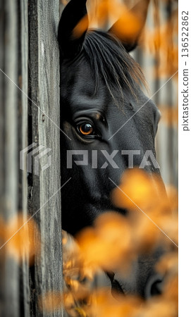 Close-up of black horse behind wooden fence with autumn leaves Close-up of black horse behind wooden fence with autumn leaves 136522862