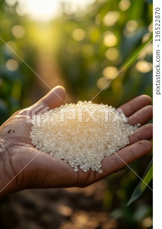 African hand holding rice grains in sunlit field close-up African hand holding rice grains in sunlit field close-up 136522870