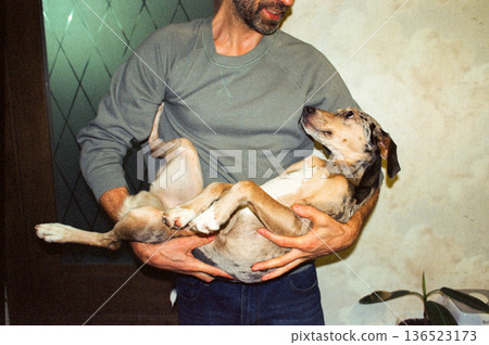 man holds his dog in his arms, a spotted whippet looks at the owner and rejoices. man holds his dog in his arms, a spotted whippet looks at the owner and rejoices. 136523173