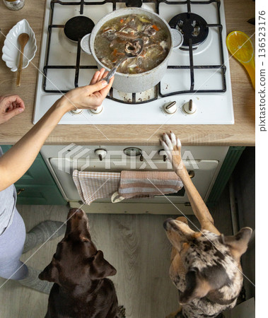 young woman cooks food on stove while two dogs watch her. scene is warm and inviting. young woman cooks food on stove while two dogs watch her. scene is warm and inviting. 136523176