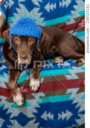 Labrador Retriever dog is lying on a chair in a blue knitted hat.  136523181