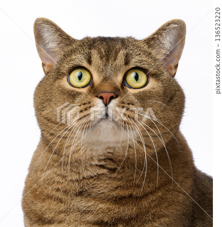 Portrait of a gray straight-eared cat with an attentive gaze of yellow eyes and long white whiskers. 136523220