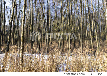 a swamp covered with snow and ice , a large number of trees growing in a swampy area in winter, blue sky and sunny weather at sunset a swamp covered with snow and ice , a large number of trees growing in a swampy area in winter, blue sky and sunny weather at sunset 136523555