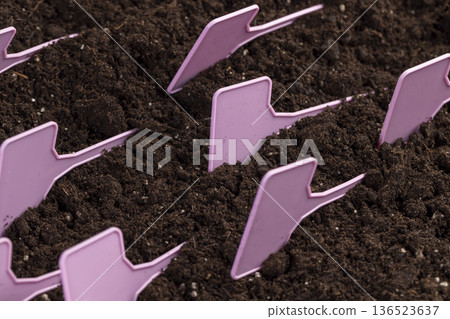 a large number of purple plaques to indicate of plants and the variety of plants lies on the black fertile land in the field in the spring season, plastic plaques for the garden a large number of purple plaques to indicate of plants and the variety of plants lies on the black fertile land in the field in the spring season, plastic plaques for the garden 136523637