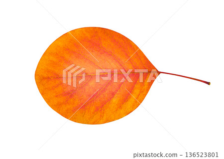 autumn orange leaf isolated on white with clipping path autumn orange leaf isolated on white with clipping path 136523801